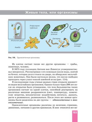 Живые тела, или организмы
Из клеток состоят также все другие организмы — грибы,
животные, человек.
В 1675 году голландец Антони ван Левенгук
вал микроскоп. Рассматривая с его помощью капли воды, взятой
из бочки, которая долго стояла на дворе, он обнаружил
ших животных. Они были настолько мелки, что могли свободно
проходить через ушко тонкой швейной иглы (рис. 114).
В последующие годы ученые разных стран открыли
во видов мельчайших организмов. Однако только через 200 лет
сле их открытия было установлено, что тело большинства таких
организмов состоит из одной клетки, способной реагировать на
различные внешние раздражители (свет, температуру,
ские вещества, механические воздействия), питаться, дышать,
расти и развиваться, размножаться. После этого все живые
низмы были разделены на две группы — одноклеточные и
гоклеточные.
Одноклеточные организмы различны по величине, строению,
движению, питанию и другим признакам. К ним относятся все
Рис. 114. Одноклеточные организмы
туфелька
Амеба
Игольное ушко
монада
Бактерии
Эвглена
зеленая
193
 