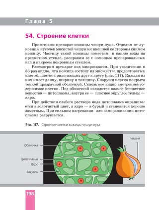 Г л а в а 5
Рис. 117. Строение клетки кожицы чешуи лука
54. Строение клетки
Приготовим препарат кожицы чешуи лука. Отделим от
ковицы кусочек мясистой чешуи и с внешней ее стороны снимем
кожицу. Частицу такой кожицы поместим в каплю воды на
предметном стекле, расправим ее с помощью препаровальных
игл и накроем покровным стеклом.
Рассмотрим препарат под микроскопом. При увеличении в
56 раз видно, что кожица состоит из множества продолговатых
клеток, плотно прилегающих друг к другу (рис. 117). Каждая из
них имеет длину, ширину и толщину. Снаружи клетка покрыта
тонкой прозрачной оболочкой. Сквозь нее видно внутреннее
держимое клетки. Под оболочкой находится вязкое бесцветное
вещество — цитоплазма, внутри ее — плотное округлое тельце —
ядро.
При действии слабого раствора иода цитоплазма
ется в золотистый цвет, а ядро — в бурый и становится хорошо
заметным. При сильном нагревании или замораживании
плазма разрушается.
Оболочка
Ядро
Цитоплазма
Вакуоль
Чешуи
198
 
