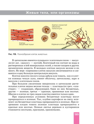 Живые тела, или организмы
Рис. 118. Разнообразие клеток животных
В
ли (от лат. «вакуус» — пустой). Клеточный сок состоит из воды и
растворенных в ней минеральных солей, а также сахаров и других
органических веществ. В молодых клетках вакуоли мелкие и их
много. По мере созревания клеток вакуоли увеличиваются и
ваются в одну большую центральную вакуоль.
Клетки мякоти спелого плода арбуза или томата, как и
ки кожицы чешуи лука, имеют оболочку, цитоплазму, ядро и
вакуоли с клеточным соком.
При большом увеличении микроскопа в цитоплазме
тельных клеток видны мелкие тельца — пластиды (от греч.
стидес» — создающие, образующие). Одни из них бесцветные,
другие — зеленые, третьи — красные, оранжевые или желтые.
Обычно в клетке из трех видов пластид имеется только один.
При определенных условиях бесцветные пластиды могут
превращаться в зеленые. Так, клубни картофеля на свету
неют: их бесцветные пластиды превращаются в зеленые. При
зревании плодов томата зеленые пластиды превращаются в
красные или желтые. Осенью листья деревьев и кустарников
становятся желтыми, красными, оранжевыми.
Нервная клетка
Клетки
мышечной ткани
Клетки слизистой
оболочки
полости рта
199
 