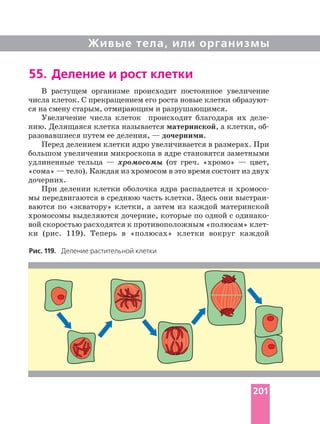 Живые тела, или организмы
Рис. 119. Деление растительной клетки
55. Деление и рост клетки
В растущем организме происходит постоянное увеличение
числа клеток. С прекращением его роста новые клетки
ся на смену старым, отмирающим и разрушающимся.
Увеличение числа клеток происходит благодаря их
нию. Делящаяся клетка называется материнской, а клетки,
разовавшиеся путем ее деления, — дочерними.
Перед делением клетки ядро увеличивается в размерах. При
большом увеличении микроскопа в ядре становятся заметными
удлиненные тельца — хромосомы (от греч. «хромо» — цвет,
«сома» — тело). Каждая из хромосом в это время состоит из двух
дочерних.
При делении клетки оболочка ядра распадается и
мы передвигаются в среднюю часть клетки. Здесь они
ваются по «экватору» клетки, а затем из каждой материнской
хромосомы выделяются дочерние, которые по одной с
вой скоростью расходятся к противоположным «полюсам»
ки (рис. 119). Теперь в «полюсах» клетки вокруг каждой
201
 