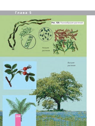 Г л а в а 5
Рис. 120. Разнообразие растений
Низшие
растения
Высшие
растения
204
 