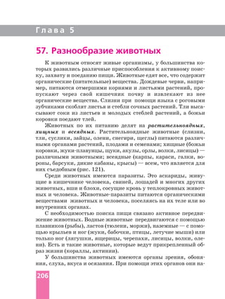 Г л а в а 5
57. Разнообразие животных
К животным относят живые организмы, у большинства
торых развились различные приспособления к активному
ку, захвату и поеданию пищи. Животные едят все, что содержит
органические (питательные) вещества. Дождевые черви,
мер, питаются отмершими корнями и листьями растений,
пускают через свой кишечник почву и извлекают из нее
органические вещества. Слизни при помощи языка с роговыми
зубчиками скоблят листья и стебли сочных растений. Тли
сывают соки из листьев и молодых стеблей растений, а божьи
коровки поедают тлей.
Животных по их питанию делят на растительноядных,
хищных и всеядных. Растительноядные животные (слизни,
тли, суслики, зайцы, олени, снегири, щеглы) питаются
ными органами растений, плодами и семенами; хищные (божьи
коровки, щуки, акулы, орлы, волки, лисицы) —
различными животными; всеядные (карпы, караси, галки,
роны, барсуки, дикие кабаны, крысы) — всем, что является для
них съедобным (рис. 121).
Среди животных имеются паразиты. Это аскариды,
щие в кишечнике человека, свиней, лошадей и многих других
животных, вши и блохи, сосущие кровь у теплокровных
ных и человека. питаются органическими
веществами животных и человека, поселяясь на их теле или во
внутренних органах.
С необходимостью поиска пищи связано активное
жение животных. Водные животные передвигаются с помощью
плавников (рыбы), ластов (тюлени, моржи), наземные — с
щью крыльев и ног (жуки, бабочки, птицы, летучие мыши) или
только ног (лягушки, ящерицы, черепахи, лисицы, волки,
ни). Есть и такие животные, которые ведут прикрепленный
раз жизни (кораллы, актинии).
У большинства животных имеются органы зрения,
ния, слуха, вкуса и осязания. При помощи этих органов они
206
 
