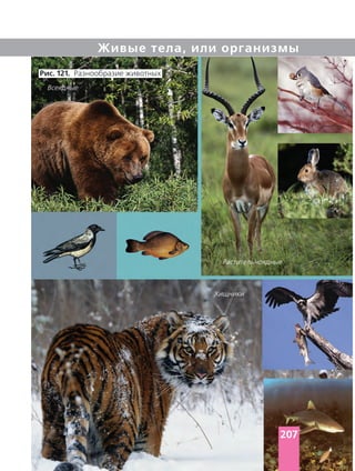 Живые тела, или организмы
Рис. 121. Разнообразие животных
Всеядные
Растительноядные
Хищники
207
 