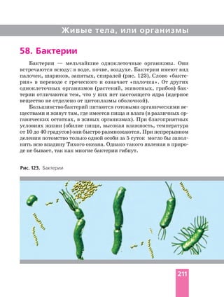Живые тела, или организмы
58. Бактерии
Бактерии — мельчайшие одноклеточные организмы. Они
встречаются всюду: в воде, почве, воздухе. Бактерии имеют вид
палочек, шариков, запятых, спиралей (рис. 123). Слово
рия» в переводе с греческого и означает «палочка». От других
одноклеточных организмов (растений, животных, грибов)
терии отличаются тем, что у них нет настоящего ядра (ядерное
вещество не отделено от цитоплазмы оболочкой).
ганических остатках, в живых организмах). При благоприятных
условиях жизни (обилие пищи, высокая влажность, температура
от 10 до 40 градусов) они быстро размножаются. При непрерывном
делении потомство только одной особи за 5 суток могло бы
нить всю впадину Тихого океана. Однако такого явления в
де не бывает, так как многие бактерии гибнут.
Рис. 123. Бактерии
211
 