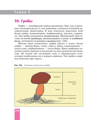 Г л а в а 5
59. Грибы
Рис. 125. Строение шляпочного гриба
Грибы — своеобразные живые организмы. Они, как и
ганическими веществами. К ним относятся известные всем
белые грибы, подосиновики, подберезовики, маслята,
ки. Эти грибы называются шляпочными. Шляпочный гриб
стоит из нитей грибницы, развивающейся в почве, и плодового
тела, состоящего из пенька и шляпки (рис. 125).
Многие виды шляпочных грибов растут в лесах: белые
грибы — вблизи берез, сосен, елей и дубов, подосиновики —
около осин, подберезовики — около берез. Нити грибницы
ства. Из почвы они поглощают воду и минеральные соли,
которые необходимы им и корням деревьев. Так грибы и
вья помогают друг другу.
Шляпка
Плодовое
тело
Пенек
Грибница ( мицелий)
214
 