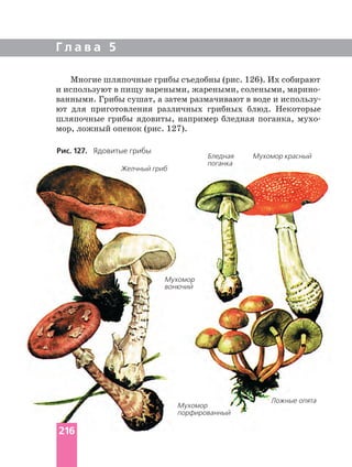 Г л а в а 5
Многие шляпочные грибы съедобны (рис. 126). Их собирают
ванными. Грибы сушат, а затем размачивают в воде и использу
ют для приготовления различных грибных блюд. Некоторые
шляпочные грибы ядовиты, например бледная поганка,
мор, ложный опенок (рис. 127).
Рис. 127. Ядовитые грибы
Ложные опята
Мухомор
порфированный
Мухомор красныйБледная
поганка
Желчный гриб
Мухомор
вонючий
216
 