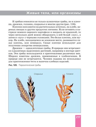 Живые тела, или организмы
К грибам относятся не только шляпочные грибы, но и
ни, дрожжи, головня, спорынья и многие другие (рис. 116).
Плесени поселяются на растительных остатках, на хлебе,
реных овощах и других продуктах питания. Если оставить в
стрюле немного вареного картофеля и накрыть ее крышкой, то
через несколько дней можно обнаружить в ней белый «пух», а
затем и «пух» с черными головками. Это белая плесень, или
кор. На хлебе, находящемся во влажном месте, развивается
зая плесень, или пеницилл. Сизые плесени используют для
получения лекарства пенициллина.
Дрожжи — одноклеточные грибы. В природе они
ся в различных выделениях растений, например в нектаре
ков. Эти грибы используются в приготовлении различных вин.
Широко известны дрожжи, применяемые в хлебопечении. В
природе они не встречаются. Человек издавна их использовал
для приготовления теста и выпечки хлебных изделий.
Рис. 128. Паразитические грибы
Спорынья Головня
217
 