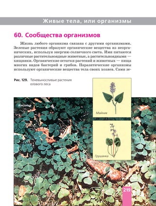Живые тела, или организмы
Жизнь любого организма связана с другими организмами.
Зеленые растения образуют органические вещества из
нических, используя энергию солнечного света. Ими питаются
различные растительноядные животные, а растительноядными —
хищники. Органические остатки растений и животных — пища
многих видов бактерий и грибов. Паразитические организмы
используют органические вещества тела своих хозяев. Сами
60. Сообщества организмов
Рис. 129. Теневыносливые растения
елового леса
Кислица
Майник
Грушанка
219
 