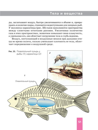 Тела и вещества
51
Рис. 33. Плавательный пузырь у
рыбы (1), каракатица (2)
ды, заглатывают воздух, быстро увеличиваются в объеме и, превра
щаясьв колючие шары, становятся недоступными для хищных рыб.
У моллюска каракатицы (рис. 33) газом наполняются пространства
между слоистыми остатками раковин. Увеличивая количество
газа в этих пространствах, животное повышает свою плавучесть,
а уменьшая его, оно облегчает погружение тела в глубь водоема.
Воздух, поступающий в воздушные мешки при дыхании пти
цы во время полета, сильно уменьшает плотность ее тела, облег
чает передвижение в воздушной среде.
1
2
Плавательный пузырь
 