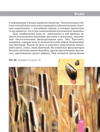и переводящие в осадок ядовитые вещества. Окончательная очи
стка сточной воды чаще всего проводится в биологических очист
ных сооружениях — неглубоких прудах, в которых происходят
те же процессы, что и при самоочищении естественных водоемов.
Для освобождения воды от имеющихся в ней вредных ве
ществ используются некоторые растения и животные, называе
мые биологическими фильтраторами (рис. 64). Тростник,
например, очищает воду от излишков солей, нефти, болезнетвор
ных бактерий. Такую же роль в очистных сооружениях выпол
няют рогоз, осока, хвощ болотный. Из животных фильтраторов
большое значение имеют беззубки, другие пресноводные моллю
ски, пресноводные рачки дафнии. Они питаются различными
Вода
Рис. 64. Беззубка (1), рогоз (2)
111
2
1
 