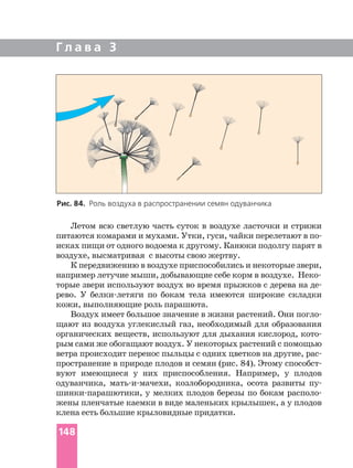Г л а в а 3
Летом всю светлую часть суток в воздухе ласточки и стрижи
исках пищи от одного водоема к другому. Канюки подолгу парят в
воздухе, высматривая с высоты свою жертву.
К передвижению в воздухе приспособились и некоторые звери,
торые звери используют воздух во время прыжков с дерева на
рево. У по бокам тела имеются широкие складки
кожи, выполняющие роль парашюта.
Воздух имеет большое значение в жизни растений. Они
щают из воздуха углекислый газ, необходимый для образования
органических веществ, используют для дыхания кислород,
рым сами же обогащают воздух. У некоторых растений с помощью
ветра происходит перенос пыльцы с одних цветков на другие,
пространение в природе плодов и семян (рис. 84). Этому
вуют имеющиеся у них приспособления. Например, у плодов
одуванчика, козлобородника, осота развиты
у мелких плодов березы по бокам
жены пленчатые каемки в виде маленьких крылышек, а у плодов
клена есть большие крыловидные придатки.
Рис. 84. Роль воздуха в распространении семян одуванчика
148
 