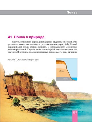 Почва
41. Почва в природе
На обрыве крутого берега реки хорошо видны слои земли. Они
различны по окраске и имеют разную толщину (рис. 86). Самый
верхний слой земли обычно темный. В нем находится множество
корней растений. Глубже этого слоя корней меньше и сами слои
светлее. В верхнем слое земли живут дождевые черви, личинки
Рис. 86. Обрывистый берег реки
Почва
Песок
Глина
157
 