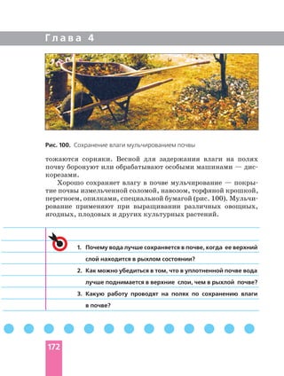 Г л а в а 4
1. Почему вода лучше сохраняется в почве, когда ее верхний
слой находится в рыхлом состоянии?
2. Как можно убедиться в том, что в уплотненной почве вода
лучше поднимается в верхние слои, чем в рыхлой почве?
3. Какую работу проводят на полях по сохранению влаги
в почве?
Рис. 100. Сохранение влаги мульчированием почвы
тожаются сорняки. Весной для задержания влаги на полях
почву боронуют или обрабатывают особыми машинами —
корезами.
Хорошо сохраняет влагу в почве мульчирование —
тие почвы измельченной соломой, навозом, торфяной крошкой,
перегноем, опилками, специальной бумагой (рис. 100).
рование применяют при выращивании различных овощных,
ягодных, плодовых и других культурных растений.
172
 