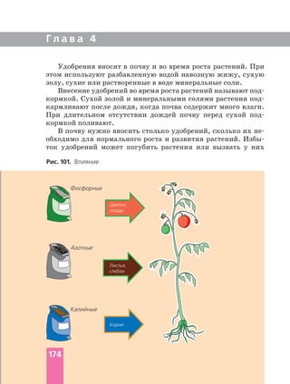 Г л а в а 4
Удобрения вносят в почву и во время роста растений. При
этом используют разбавленную водой навозную жижу, сухую
золу, сухие или растворенные в воде минеральные соли.
Внесение удобрений во время роста растений называют
кормкой. Сухой золой и минеральными солями растения
кармливают после дождя, когда почва содержит много влаги.
При длительном отсутствии дождей почву перед сухой
кормкой поливают.
В почву нужно вносить столько удобрений, сколько их
обходимо для нормального роста и развития растений.
ток удобрений может погубить растения или вызвать у них
Рис. 101. Влияние
Азотные
Калийные
Фосфорные
Цветки,
плоды
Листья,
стебли
Корни
174
 