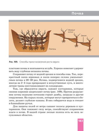 Почва
вать воду глубокая вспашка почвы.
Сохраняют почву от водной эрозии и способы сева. Так,
крестный посев зерновых и посев поперек склона уменьшает
смыв почвы в 20–30 раз. Почвы, подвергшиеся водной эрозии,
иногда на 2–3 года превращают в искусственные луга, и
летние травы восстанавливают их плодородие.
Там, где образуются овраги, сажают кустарники, которые
своими корнями закрепляют почву (рис. 109). Против
ния почвы водными потоками строят дамбы, запруды и другие
сооружения. На сырых полях, которые могут превратиться в
лота, делают глубокие канавы. В них собирается вода и стекает
в ближайшие ручьи.
Для защиты полей от ветра сажают полосы деревьев и
тарников. Они снижают силу ветра, способствуют сохранению
влаги в почве. В нашей стране лесные полосы есть во всех
сушливых областях.
Рис. 109. Способы приостановления роста оврага
Плетень
Земля
Ивовые
колья
183
 