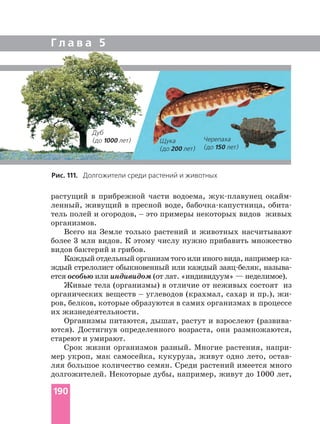 Г л а в а 5
Рис. 111. Долгожители среди растений и животных
растущий в прибрежной части водоема,
ленный, живущий в пресной воде,
тель полей и огородов, _ это примеры некоторых видов живых
организмов.
Всего на Земле только растений и животных насчитывают
более 3 млн видов. К этому числу нужно прибавить множество
видов бактерий и грибов.
Каждый отдельный организм того или иного вида, например
ждый стрелолист обыкновенный или каждый
ется особью или индивидом (от лат. «индивидуум» — неделимое).
Живые тела (организмы) в отличие от неживых состоят из
органических веществ _ углеводов (крахмал, сахар и пр.),
ров, белков, которые образуются в самих организмах в процессе
их жизнедеятельности.
Организмы питаются, дышат, растут и взрослеют
ются). Достигнув определенного возраста, они размножаются,
стареют и умирают.
Срок жизни организмов разный. Многие растения,
мер укроп, мак самосейка, кукуруза, живут одно лето,
ляя большое количество семян. Среди растений имеется много
долгожителей. Некоторые дубы, например, живут до 1000 лет,
Дуб
(до 1000 лет) Щука
(до 200 лет)
Черепаха
(до 150 лет)
190
 