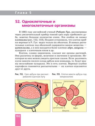 Г л а в а 5
52. Одноклеточные и
многоклеточные организмы
В 1665 году английский ученый Роберт Гук, рассматривая
через увеличительный прибор тонкий срез коры пробкового
ба, заметил большое количество ячеек. Эти ячейки он назвал
клетками
ки мертвые и Р. Гук видел только их оболочки. В живых
тельных клетках под оболочкой содержится вязкое вещество —
цитоплазма, а в нем находятся более плотное ядро, вакуоли —
пузырьки с клеточным соком и др.
Клетки, словно кирпичики, слагают все органы растений.
Они различны по форме, величине и значению в организме.
которые из них можно увидеть простым глазом. Если разломить
ны мельчайшие пузырьки. Это и есть клетки. Вареные клубни
картофеля становятся рассыпчатыми — их клетки отделяются
друг от друга.
Рис. 112. Срез арбуза при
ривании в ручную лупу
Рис. 113. Клетки мякоти арбуза под
микроскопом
Цитоплазма
Ядро
Ядро
Вакуоль
Оболочка
Цитоплазма
192
 
