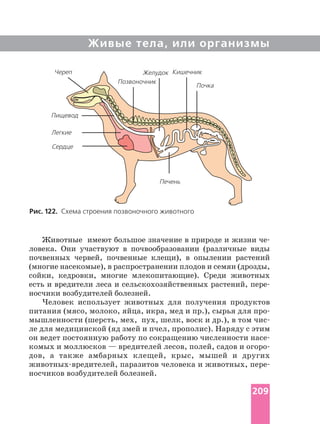 Живые тела, или организмы
Животные имеют большое значение в природе и жизни
ловека. Они участвуют в почвообразовании (различные виды
почвенных червей, почвенные клещи), в опылении растений
(многие насекомые), в распространении плодов и семян (дрозды,
сойки, кедровки, многие млекопитающие). Среди животных
есть и вредители леса и сельскохозяйственных растений,
носчики возбудителей болезней.
Человек использует животных для получения продуктов
питания (мясо, молоко, яйца, икра, мед и пр.), сырья для
мышленности (шерсть, мех, пух, шелк, воск и др.), в том
ле для медицинской (яд змей и пчел, прополис). Наряду с этим
он ведет постоянную работу по сокращению численности
комых и моллюсков — вредителей лесов, полей, садов и
дов, а также амбарных клещей, крыс, мышей и других
паразитов человека и животных,
носчиков возбудителей болезней.
Рис. 122. Схема строения позвоночного животного
Желудок Кишечник
Пищевод
Сердце
Легкие
Череп
Печень
Почка
Позвоночник
209
 