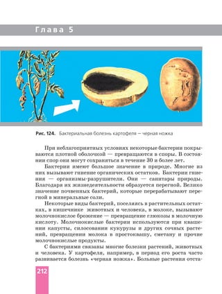 Г л а в а 5
ваются плотной оболочкой — превращаются в споры. В
нии спор они могут сохраняться в течение 30 и более лет.
Бактерии имеют большое значение в природе. Многие из
ния — Они — санитары природы.
Благодаря их жизнедеятельности образуется перегной. Велико
значение почвенных бактерий, которые перерабатывают
гной в минеральные соли.
Некоторые виды бактерий, поселяясь в растительных
ках, в кишечнике животных и человека, в молоке, вызывают
молочнокислое брожение — превращение глюкозы в молочную
кислоту. Молочнокислые бактерии используются при
нии капусты, силосовании кукурузы и других сочных
ний, превращении молока в простоквашу, сметану и прочие
молочнокислые продукты.
С бактериями связаны многие болезни растений, животных
и человека. У картофеля, например, в период его роста часто
развивается болезнь «черная ножка». Больные растения
Рис. 124. Бактериальная болезнь картофеля — черная ножка
212
 