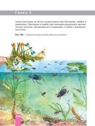 Г л а в а 5
Рис. 130. Сообщество организмов пресного водоема
леные растения не могут существовать без бактерий, грибов и
животных. Бактерии и грибы при питании разрушают
ческие остатки, превращая их в перегной, а затем в
ные соли.
220
 
