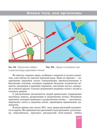 Живые тела, или организмы
Во многих странах мира, особенно с жарким и сухим
том, уже сейчас не хватает пресной воды. Одна из причин —
грязнение водоемов плохо очищенными промышленными и
бытовыми стоками, которые содержат большое количество
ществ, входящих в моющие порошки, чистящие пасты,
ни и многое другое. Сильно загрязняют водоемы стоки с полей и
скотных дворов.
С увеличением численности людей происходит сокращение
пахотных земель, разрушение и загрязнение почвы. Основные
причины, которые приводят к разрушению почвы, — распашка,
перевыпас скота и сведение лесов, чрезмерное применение
микатов.
В наше время уже около 10% всех видов растений
ся в охране. Из травянистых растений стали редкими
ца европейская, прострел раскрытый любка
Рис. 134. Парниковый эффект Рис. 135. «Дыра» в озоновом слое
(нагретый воздух удерживает пленка)
231
 