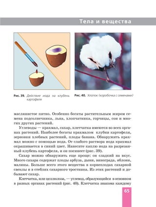 Тела и вещества
65
Рис. 39. Действие иода на клубень
картофеля
Рис. 40. Хлопок (коробочка с семенами)
маслянистое пятно. Особенно богаты растительным жиром се
мена подсолнечника, льна, хлопчатника, горчицы, сои и мно
гих других растений.
Углеводы — крахмал, сахар, клетчатка имеются во всех орга
нах растений. Наиболее богаты крахмалом клубни картофеля,
зерновки хлебных растений, плоды банана. Обнаружить крах
мал можно с помощью иода. От слабого раствора иода крахмал
окрашивается в синий цвет. Нанесите каплю иода на разрезан
ный клубень картофеля, и он посинеет (рис. 39).
Сахар можно обнаружить еще проще: он сладкий на вкус.
Много сахара содержат плоды арбуза, дыни, винограда, яблони,
малины. Больше всего этого вещества в корнеплодах сахарной
свеклы и в стеблях сахарного тростника. Из этих растений и до
бывают сахар.
Клетчатка, или целлюлоза, — углевод, образующийся в основном
в разных органах растений (рис. 40). Клетчатка знакома каждому
 