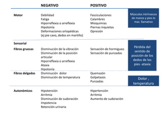 NEGATIVO POSITIVO
Motor
Sensorial
Debilidad
Fatiga
Hiporreflexia o arreflexia
Hipotonía
Deformaciones ortopédicas
(ej pie cavo, dedos en martillo)
Fasciculaciones
Calambres
Mioquimias
Piernas inquietas
Opresión
Fibras gruesas
Fibras delgadas
Disminución de la vibración
Disminución de la posición
articular
Hiporreflexia o arreflexia
Ataxia
Hipotonía
Disminución dolor
Disminución de temperatura
Sensación de hormigueo
Sensación de punzadas
Quemazón
Golpetazos
Punzadas
Autonómicos Hipotensión
Arritmia
Disminución de sudoración
Impotencia
Retención urinaria
Hipertensión
Arritmia
Aumento de sudoración
Músculos intrínsecos
de manos y pies lo
mas llamativo
Pérdida del
sentido de
posición de los
dedos de los
pies -ataxia
Dolor ,
temperatura
 