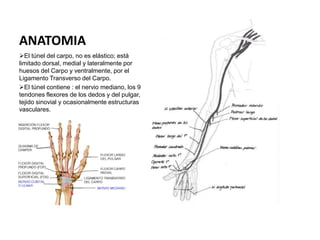 ANATOMIA
El túnel del carpo, no es elástico; está
limitado dorsal, medial y lateralmente por
huesos del Carpo y ventralmente, por el
Ligamento Transverso del Carpo.
El túnel contiene : el nervio mediano, los 9
tendones flexores de los dedos y del pulgar,
tejido sinovial y ocasionalmente estructuras
vasculares.
 