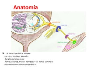 Anatomía
 Los nervios periféricos incluyen:
-Las raíces nerviosas espinales
-Ganglios de la raíz dorsal
-Nervio periférico, troncos nerviosos y sus ramas terminales
-Sistema Nervioso Autónomo periférico
 