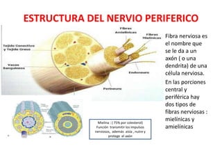 ESTRUCTURA DEL NERVIO PERIFERICO
 Fibra nerviosa es
el nombre que
se le da a un
axón ( o una
dendrita) de una
célula nerviosa.
 En las porciones
central y
periférica hay
dos tipos de
fibras nerviosas :
mielínicas y
amielínicas
Mielina : ( 75% por colesterol)
Función transmitir los impulsos
nerviosos, además aísla , nutre y
protege el axón
 