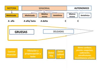 A alfa A alfa/ beta A delta C C
MOTOR SENSORIAL AUTONOMICO
Mielinizada Mielinizada
Mielina
escasa
Amielinica
Mielina
escasa
Amielinica
GRUESASS
Control
muscular
Vibración y
propiocepción y
tacto
Dolor
frio
Dolor
calient
e
Ritmo cardiaco,
presión sanguínea,
sudoración,
estreñimiento,
incontinencia urinaria
MOTORA SENSORIAL
DELGADAS
 