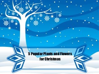 5 Popular Plants and Flowers
for Christmas

 