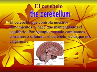 El   cerebelo El cerebelo, que controla nuestros movimientos  y hace que mantengamos el equilibrio. Por ejemplo, cuando caminamos, corremos o saltamos, el cerebelo  evita que nos caigamos . the cerebellum 