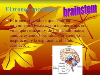 El tronco encefálico El tronco encefálico, que controla movimientos básicos para mantenernos con vida, que realizamos de forma automática, aunque estemos dormidos. Por ejemplo: la inspiración y la espiración, el latido cardíaco… brainstem 