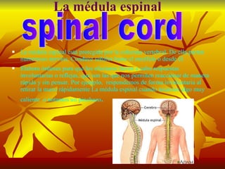 La médula espinal La médula espinal está protegida por la columna vertebral. De ella parten numerosos nervios. Conduce señales hasta el encéfalo o desde él. Elabora órdenes para que los efectores lleven a cabo respuestas involuntarias o reflejas, que son las que nos permiten reaccionar de manera rápida y sin pensar. Por ejemplo,  respondemos de forma involuntaria al retirar la mano rápidamente La médula espinal cuando tocamos algo muy caliente  o notamos un pinchazo . spinal cord 