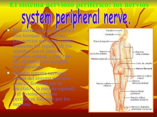 El sistema nervioso periférico: los nervios El sistema nervios  periférico está formado por nervios. Los nervios son como cables. Conectan los órganos de los sentidos con el sistema nervioso central, y este con los efectores( por ejemplo, los músculos). Nuestro sistema nervioso consta del sistema nervioso central( formado por el encéfalo y la médula espinal) y el sistema nervioso periférico( formado por los nervios). system peripheral nerve. 