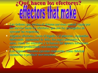 ¿Qué hacen los efectores? Las órdenes que envían el sistema nervioso central viajan por los nervios hasta los efectores, que son los encargados de ejecutar las respuestas. Algunos efectores, como el hígado o el páncreas, responden fabricando  sustancias( la  bilis, los jugos pancreático…); otros, como los músculos y lo huesos del aparato locomotor, responden produciendo movimientos. Los órganos efectores ejecutan respuestas, como fabricar sustancias o producir movimientos. effectors that make 