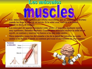Los músculos Los  músculos están formados por células musculares, que se  contraen( se acortan) cuando les llega la señal de un nervio. Si la señal cesa, vuelven a su forma inicial( es decir, se relajan). Los músculos del aparato locomotor están unidos al esqueleto mediante tejidos muy resistentes, llamados tendones. Cuando estos músculos reciben la señal de un nervio, se contraen y mueven los huesos a los que están unidos. Otros músculos, como los del corazón o los de la pared del intestino, no están unidos a los huesos. Cuando se contraen provocan el movimiento de esos órganos. muscles 