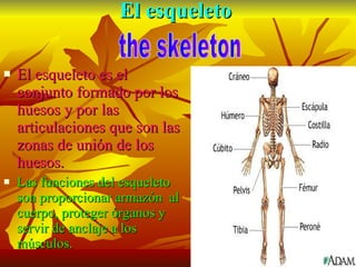 El esqueleto El esqueleto es el conjunto formado por los huesos y por las articulaciones que son las zonas de unión de los huesos. Las funciones del esqueleto son proporcionar armazón  al cuerpo, proteger órganos y servir de anclaje a los músculos. the skeleton 