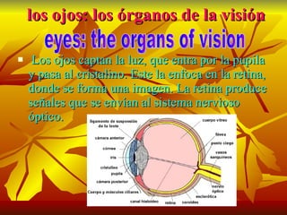 los ojos: los órganos de la visión Los ojos captan la luz, que entra por la pupila y pasa al cristalino. Este la enfoca en la retina, donde se forma una imagen. La retina produce señales que se envían al sistema nervioso óptico. eyes: the organs of vision 