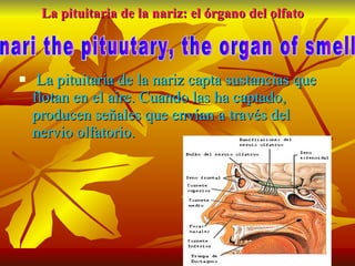 La pituitaria de la nariz: el órgano del olfato La pituitaria de la nariz capta sustancias que flotan en el aire. Cuando las ha captado, producen señales que envían a través del nervio olfatorio. nari the pituutary, the organ of smell 