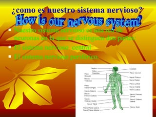 ¿como es nuestro sistema nervioso? Nuestro sistema nervioso es una red de neuronas en la que se distinguen dos partes: El sistema nervioso  central El sistema nervioso periférico. How is our nervous system? 