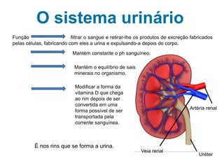 Artéria renal
Veia renal
Uréter
O sistema urinário
Função filtrar o sangue e retirar-lhe os produtos de excreção fabricados
pelas células, fabricando com eles a urina e expulsando-a depois do corpo.
È nos rins que se forma a urina.
Mantém constante o ph sanguíneo.
Mantém o equilíbrio de sais
minerais no organismo.
Modificar a forma da
vitamina D que chega
ao rim depois de ser
convertida em uma
forma possível de ser
transportada pela
corrente sanguínea.
 