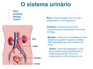 O sistema urinário
Uréter
Uretra
Bexiga
Rim
Rins
Ureteres
Bexiga
Uretra
Rins: Forma de feijão com 12 cm de
comprimento e 4 de espessura.
Ureteres: Canais com 30 cm de
comprimento que transportam a urina até
à bexiga.
Bexiga: Local onde se armazena a urina.
Órgão com parede muscular e elástica.
Tem capacidade para 700 a 800 ml de
urina.
Uretra: Canal que transporta a urina
até ao exterior para ser eliminada. A
uretra masculina tem 18 cm de
comprimento e a feminina tem 4 cm.
 