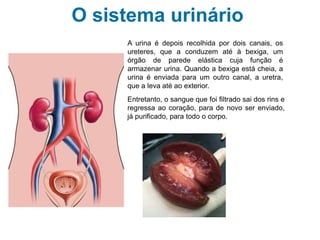A urina é depois recolhida por dois canais, os
ureteres, que a conduzem até à bexiga, um
órgão de parede elástica cuja função é
armazenar urina. Quando a bexiga está cheia, a
urina é enviada para um outro canal, a uretra,
que a leva até ao exterior.
Entretanto, o sangue que foi filtrado sai dos rins e
regressa ao coração, para de novo ser enviado,
já purificado, para todo o corpo.
O sistema urinário
 