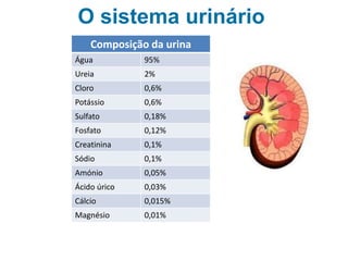 O sistema urinário
Composição da urina
Água 95%
Ureia 2%
Cloro 0,6%
Potássio 0,6%
Sulfato 0,18%
Fosfato 0,12%
Creatinina 0,1%
Sódio 0,1%
Amónio 0,05%
Ácido úrico 0,03%
Cálcio 0,015%
Magnésio 0,01%
 