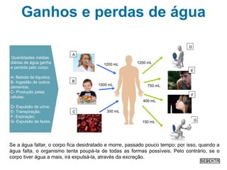Ganhos e perdas de água
Se a água faltar, o corpo fica desidratado e morre, passado pouco tempo; por isso, quando a
água falta, o organismo tenta poupá-la de todas as formas possíveis. Pelo contrário, se o
corpo tiver água a mais, irá expulsá-la, através da excreção.
300 mL
1200 mL
150 mL
400 mL
750 mL
1200 mL
A
B
C
1000 mL
D
E
F
G
Quantidades médias
diárias de água ganha
e perdida pelo corpo.
A- Bebida de líquidos;
B- Ingestão de outros
alimentos;
C- Produção pelas
células;
D- Expulsão de urina;
E- Transpiração;
F- Expiração;
G- Expulsão de fezes.
 