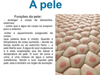 A pele
Funções da pele:
- proteger o corpo de elementos
externos;
- evitar que a água do corpo se evapore
para o exterior.
-evitar o aquecimento exagerado do
corpo ,
(que poderia levar à morte). Quando a
temperatura do corpo aumenta – devido ao
tempo quente ou ao exercício físico –, a
pele liberta suor. A água do suor evapora-se
e é essa evaporação que faz baixar a
temperatura da pele. O suor, tal como a
urina, é uma mistura de água e outras
substâncias. Sendo o suor expulso pela
pele, esta é também um órgão de excreção.
 