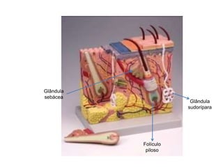Glândula
sudorípara
Glândula
sebácea
Folículo
piloso
 
