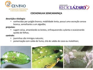 descrição e biologia:
• conhecidas por pulgão branco, mobilidade lenta, possui uma secreção cerosa
branca, semelhante a um algodão;
prejuízos:
• sugam seiva, amarelando os brotos, enfraquecendo a planta e ocasionando
queda de folhas;
controle:
• joaninhas são inimigos naturais;
• pulverização com calda de fumo, chá de sabão de coco ou malathion;
COCHONILHA SEMCARAPAÇA
 